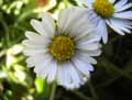Bellis perennis