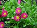 Bellis perennis Roggli