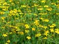 Bidens ferulifolia