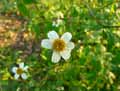 Bidens pilosa