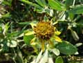 Borrichia frutescens