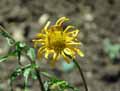 Buphthalmum salicifolium
