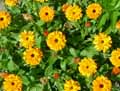 Calendula officinalis