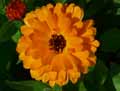 Calendula officinalis
