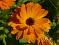 Calendula officinalis