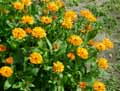 Calendula officinalis