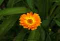 Calendula officinalis