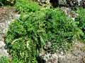 Carlina acaulis