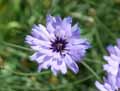 Catananche caerulea