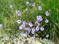 Catananche caerulea
