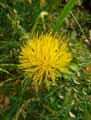 Centaurea acaulis ssp. balansae