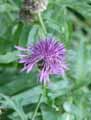 Centaurea alpestris