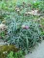 Centaurea alpestris