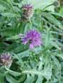 Centaurea alpestris