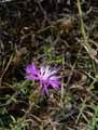 Centaurea aspera