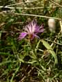 Centaurea aspera