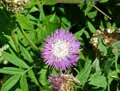 Centaurea aspera