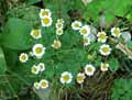 Chrysanthemum parthenium, Tanacetum parthenium, Leucanthemum parthenium, Pyrethrum parthenium
