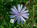 Cichorium intybus