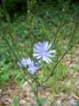 Cichorium intybus