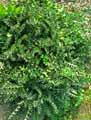 Cirsium acaule