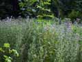 Cirsium arvense