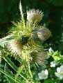 Cirsium carniolicum ssp. rufescens