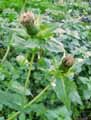 Cirsium oleraceum