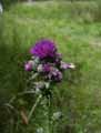 Cirsium palustre