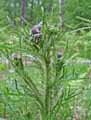 Cirsium palustre