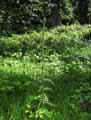 Cirsium palustre