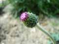 Cirsium tuberosum