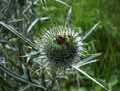 Cirsium vulgare