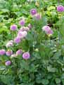 Dahlia Pompom