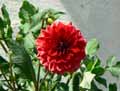 Dahlia Pompom