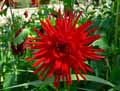 Dahlia cactus