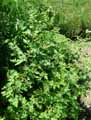 Dendranthema indicum, Chrysanthemum indicum