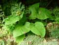 Doronicum austriacum