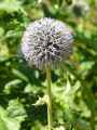 Echinops ritro
