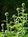 Echinops ritro