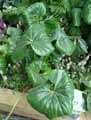 Farfugium japonicum, Farfugium tussilagineum, Ligularia tussilaginea