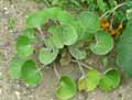 Farfugium japonicum, Farfugium tussilagineum, Ligularia tussilaginea