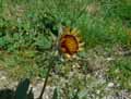 Gaillardia aristata