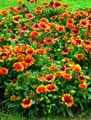Gaillardia aristata pursh