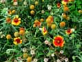 Gaillardia pulchella