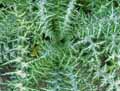 Galactites elegans, Galactites tomentosa