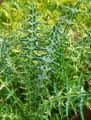 Galactites elegans, Galactites tomentosa