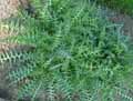 Galactites elegans, Galactites tomentosa