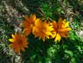 Gazania rigens