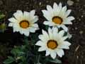 Gazania rigens Daybreak